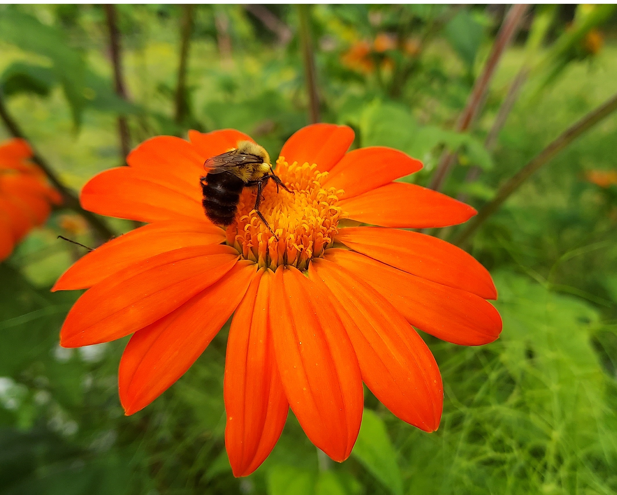 A bright orange Tithonia (Mexican sunflower) bloom with a fuzzy bumblebee perched at its center, collecting nectar.